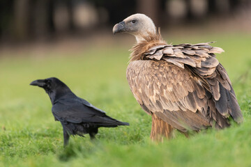 griffon vulture perched gyps fulvus