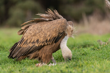 griffon vulture eating carrion
