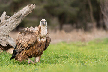 griffon vulture perched gyps fulvus