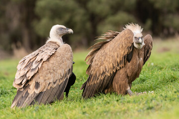 griffon vulture perched gyps fulvus