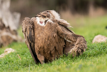 griffon vulture perched gyps fulvus