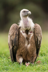 griffon vulture perched gyps fulvus
