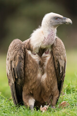 griffon vulture perched gyps fulvus