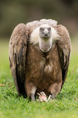 griffon vulture perched gyps fulvus