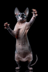 Lovely hairless Canadian Sphinx cat standing on its hind legs and catching a toy with its paws in the studio isolated on a black background - 402765806
