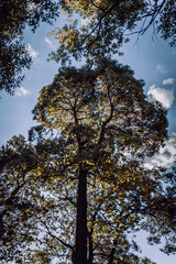 tree in the forest, plant, natural space, green, outdoors