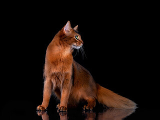Pedigree orange Somali cat photographed indoors in studio on black background. - 402766012