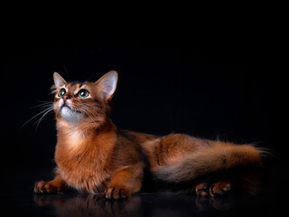 Full body shot of pedigree Somali cat isolated on black background indoors in studio. - 402766034