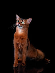 Pedigree orange Somali cat photographed indoors in studio on black background. - 402766052
