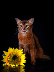 Pedigree orange Somali cat is sitting next to a sunflower with its tongue hanging out on black background - 402766057