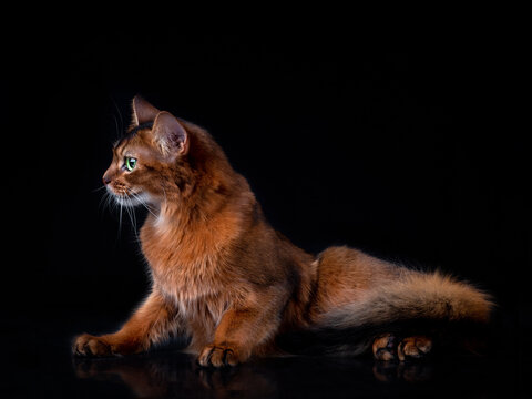 Full body shot of pedigree Somali cat isolated on black background indoors in studio.