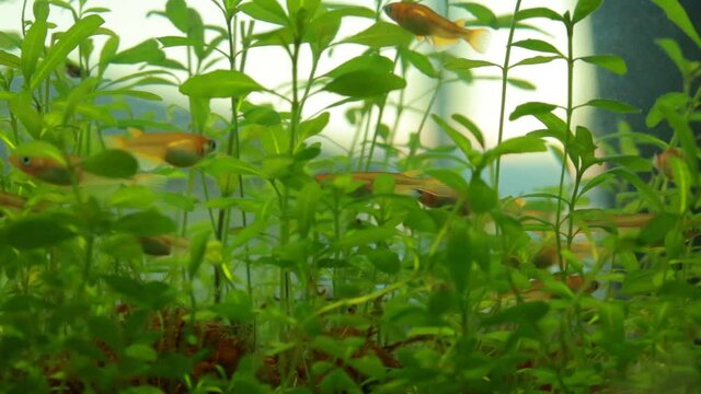 水槽の中で泳いでいるメダカと水草