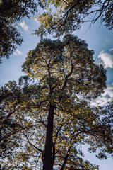 tree in the forest, plant, natural space, green, outdoors