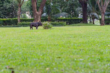 Bulldog puppy sniffing grass on the lawn