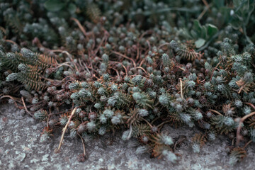 Saxifraga paniculata alpine saxifrage silver saxifrage stonecrops, background