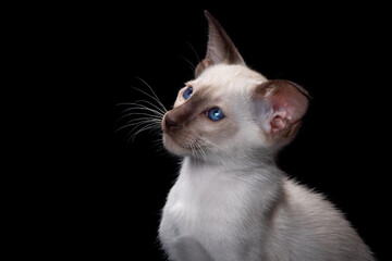 portrait of siamese kitten isolated on black background - 402766249