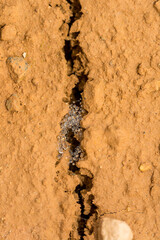 Cricket eggs on the cracked dry earth