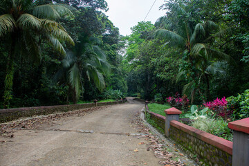 huerta, camino, árbol, aparcar, naturaleza, carretera, verde, paisaje, árbol, la palma, tropical,...