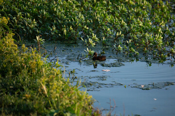 Duckling Swimming in Thick Foliage