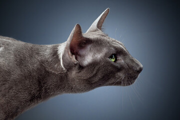 Horizontal photo of a beautiful elegant oriental cat on a gray background in the studio room in profile