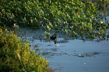 Duckling Foraging for Food