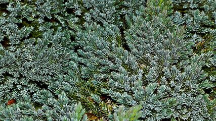 Closeup of common juniper, Coventry, England