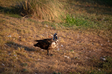 Single Domestic Duck
