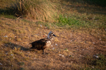 Single Domestic Duck