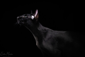 Beautiful profile of an black oriental cat isolated over black background