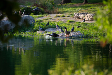 Flocks of Domestic Ducks and Pigeons
