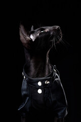 Black oriental cat in leather jacket looks up isolated over black background - 402766809