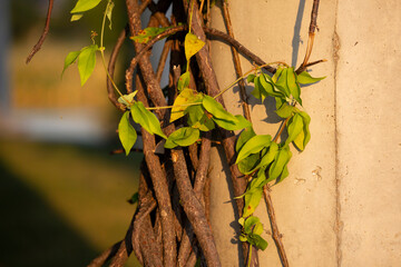 Vines in the Afternoon