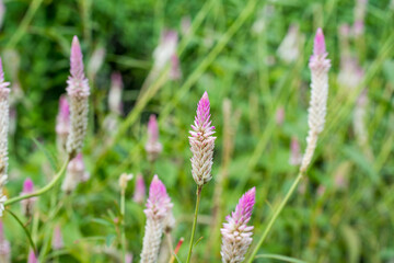 Fototapeta premium Close-up of Celosia argentea flower blossoming in the vegetable field.