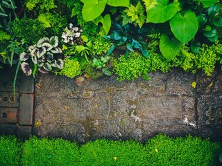 Tropical Forest Park.Beautiful tree garden.The forest is fertile.Tropical forest.
