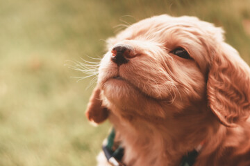 Golden Retriever Puppy in the Grass