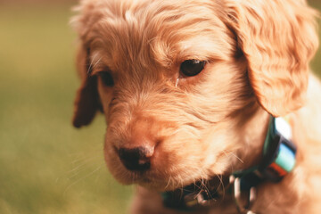 Fototapeta premium Golden Retriever Puppy in the Grass
