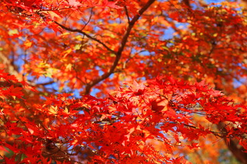 紅葉