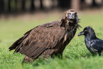 perched black vulture Aegypius monachus
