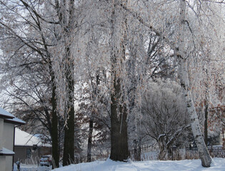 Fototapeta premium Frosty Willow 