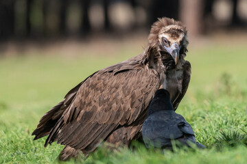 perched black vulture Aegypius monachus