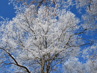 Obraz premium Frosty Sky