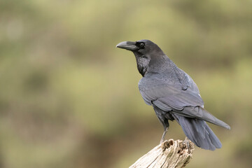 Obraz premium raven perched black bird corvus corax