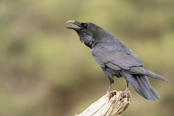 raven perched black bird corvus corax