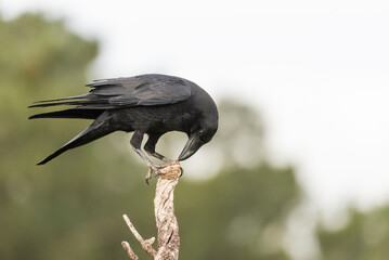 raven perched black bird corvus corax