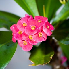 Macro of a crown of thorns plant flower 