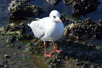 品川 No.14 ゆりかもめ