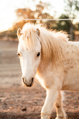 Obraz na płótnie Canvas Miniature Pony Foal