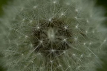 Rolgordijnen dandelion seed head © Allan