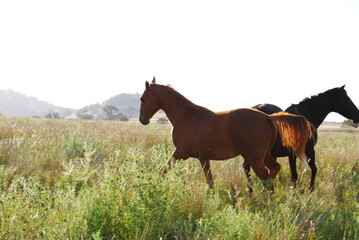 Silhouetted colt