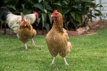 Chickens 2